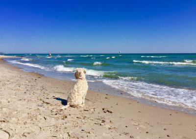 Hund am Strand bei Wellen